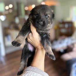 Clementine Girl - Sable female German Shepherd puppy in Rensselaer Falls, New York from Von Dem Flussufer