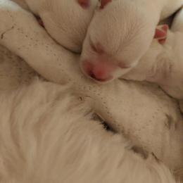 Pink Girl - White female West Highland White Terrier puppy in Macy, Indiana from Country Grove Breeding LLC