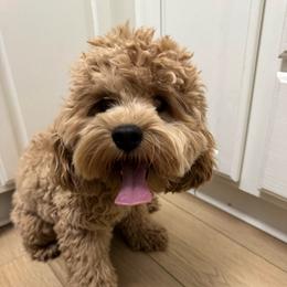 Max - Cockapoo
