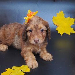 Dachshunds from My Loyal Treasures