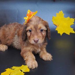 Dachshunds from My Loyal Treasures