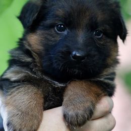 German Shepherd Puppies from German shepherd