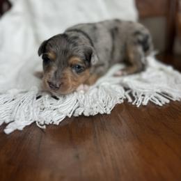 Merle Haggard - Blue merle male Australian Shepherd puppy in Iowa from Burkhart Family Puppies
