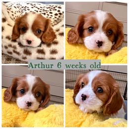 Arthur - Blenheim male Cavalier King Charles Spaniel puppy in Atwater, California from Countryside Royalty Cavaliers