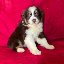 Leo - Red tri male Miniature Australian Shepherd puppy in Hokes Bluff, Alabama from Alegria Toy Aussies