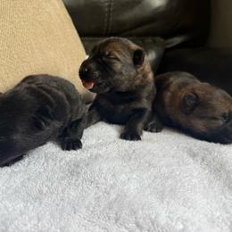 Boy 1 - Sable male German Shepherd puppy in Denver, Colorado from Morales Kennels