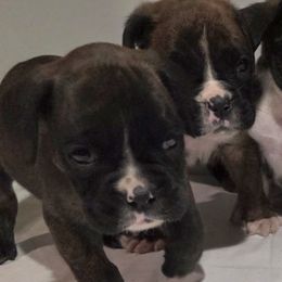 Boxer puppies from Tate Farms Boxers