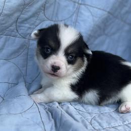 Indy-Natural bobtail Mismark - White and black male Pembroke Welsh Corgi puppy in Hope, Arkansas from Foxy Knoll Farm