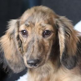 Elfie - Brindle Dachshund puppy in Azle, Texas from American Dachshunds