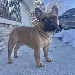 Reggie - French Bulldog