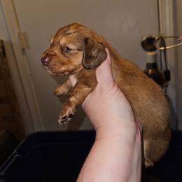 Girl 2 - Chocolate female Dachshund puppy in Lansing, Michigan from Black Thunder 517 Cane Corso and Dachshunds and frenchies