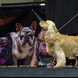 Sully - Cocker Spaniel
