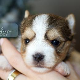 Teddy - Sable male Yorkshire Terrier puppy in Austin, Texas from H6 Yorkies