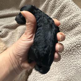 Freedom - Black male Schnoodle puppy in Temple, Texas from Schnauzers Of Taylor