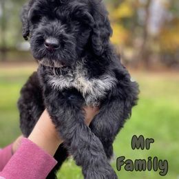 Mr Family - Black and white Portuguese Water Dog puppy in Grants Pass, Oregon from Rogue River Portuguese Water Dogs