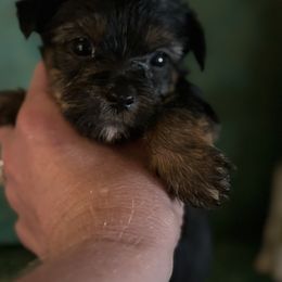 Morkie and Yorkshire Terrier Puppies from DEJAVU PUPS