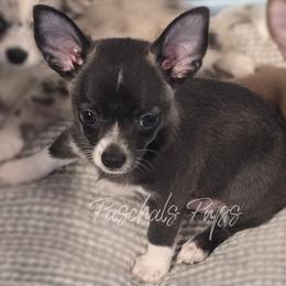 Thumper - Black and white male Chihuahua puppy in Bowdon, Georgia from Paschal's Pups