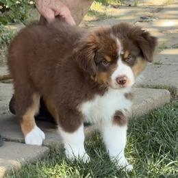 Slye - Red tri-color male Australian Shepherd puppy in Esparto, California from Cutting Up Ranch  Australian Shepherds