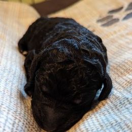 Poodle and Whippet Puppies from Moonbeam Whippets And Poodles