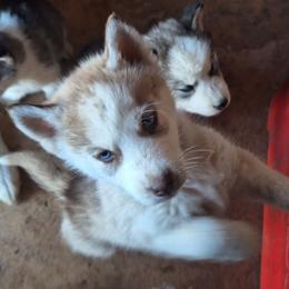 Apollo - Red and white male Siberian Husky puppy in Lancaster, California from The Huskies Sanctuary