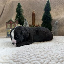 Dasher - Black & white male Toy Australian Shepherd puppy in Aurora, Missouri from Sweet Peach Puppies