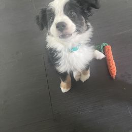 Miniature Australian Shepherd puppies from Angel Love Aussies