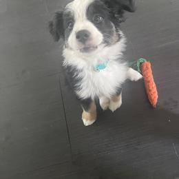 Miniature Australian Shepherd puppies from Angel Love Aussies