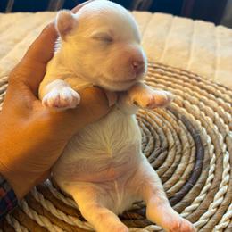 Male 1 - Parti male Miniature Schnauzer puppy in Menifee, California from Moonshine’s Minis