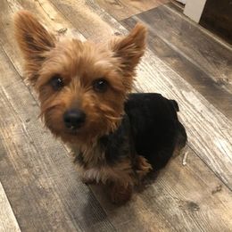 Yorkshire Terriers from Promise Land Pets