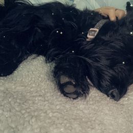 Pipper - Scottish Terrier