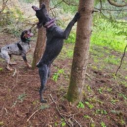 Sage - Bluetick Coonhound