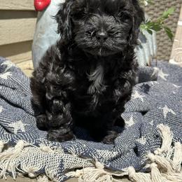 Cavapoo Puppies from Buttercup Doodles