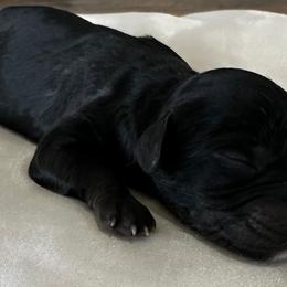 Willie - Black male Cavapoo puppy in Thorndale, Texas from Hattie’s Texas Cavapoos