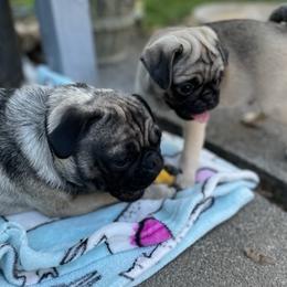Pugs from Ava's Pugs