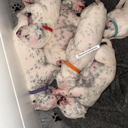 Dalmatian Puppies from Glasscock Dalmatians