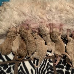 Goldendoodle and Other Puppies from Iowadoodles2love