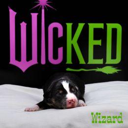 Wizard - Black tri male Miniature American Shepherd puppy in Groesbeck, Texas from Epic Miniature American Shepherds