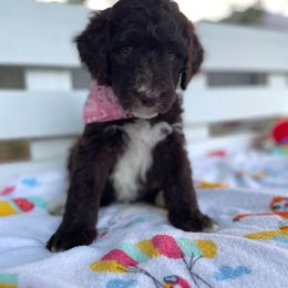Sheepadoodle Puppies from Pawsome Doodle Haven