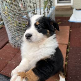 Miniature Australian Shepherd Puppies from Amberwood DD Aussies