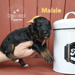 Maisie - Tri-color female Bernedoodle puppy in Heyworth, Illinois from Cobble Creek Puppies