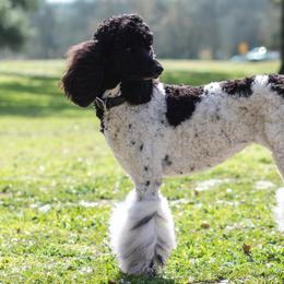 Merci - Poodle