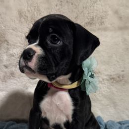 Pink Girl - Brindle female Boxer puppy in Perris, California from Ultra Paws Plus