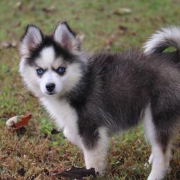 Eevee - Black and white female Pomsky puppy in Junction City, Ohio from JC Pups