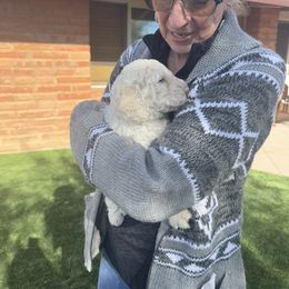 Goldendoodle Puppies from Arizona Doodles
