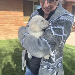 Goldendoodle Puppies from Arizona Doodles
