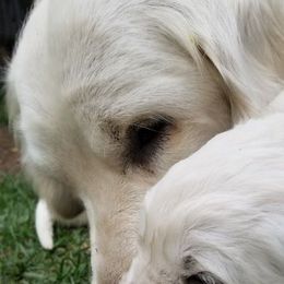 Golden Retrievers from Madaline Machamer's Golden Retrievers