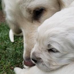 Golden Retrievers from Madaline Machamer's Golden Retrievers