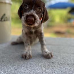 Mac - Brown and gray male Wirehaired Pointing Griffon puppy in Shelbyville, Texas from AndersonK9Kennels Bayou Beards