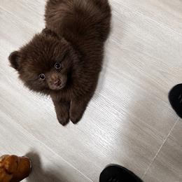 Java - Chocolate female Pomeranian puppy in Bristol, Connecticut from Mala Poms