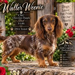 Mr. Weenie - Dachshund
